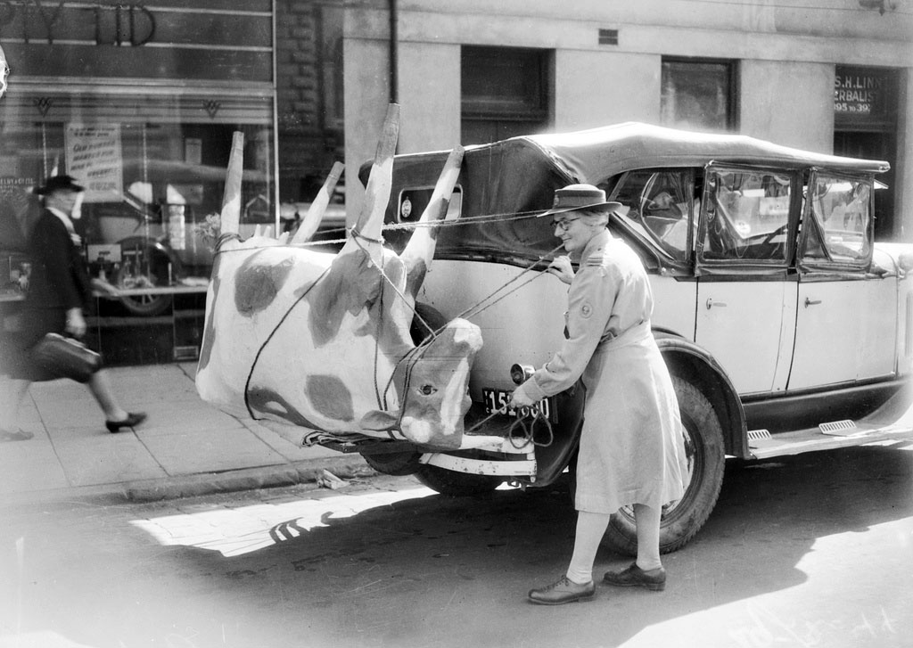 vintage-photo_papier-mache-cow-australia-1944