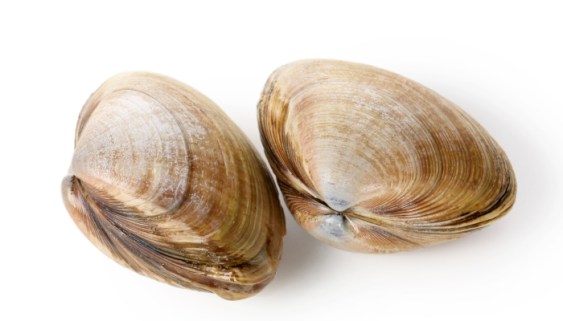 clamshell-packaging-3PL